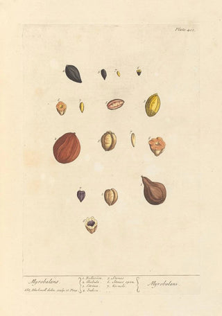 Elizabeth Blackwell - Myrobalans.webp