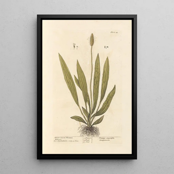 Plantain à feuilles étroites - Elizabeth Blackwell — gerahmtes Bild an der Wand