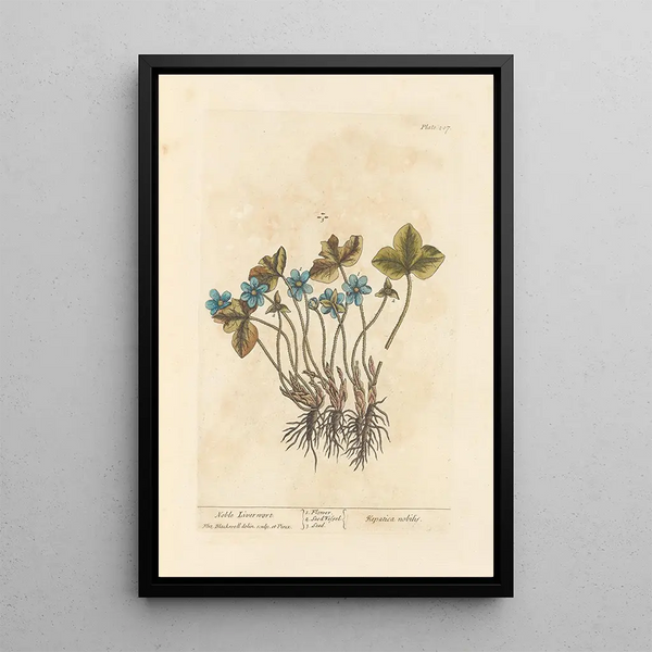 Nobles Hepatogramm - Elizabeth Blackwell — gerahmtes Bild an der Wand
