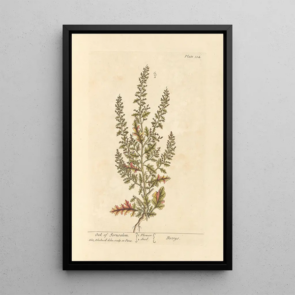 Chêne de Jérusalem - Elizabeth Blackwell — gerahmtes Bild an der Wand