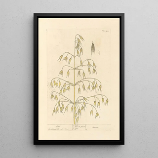 Elizabeth Blackwell - Oats.webp