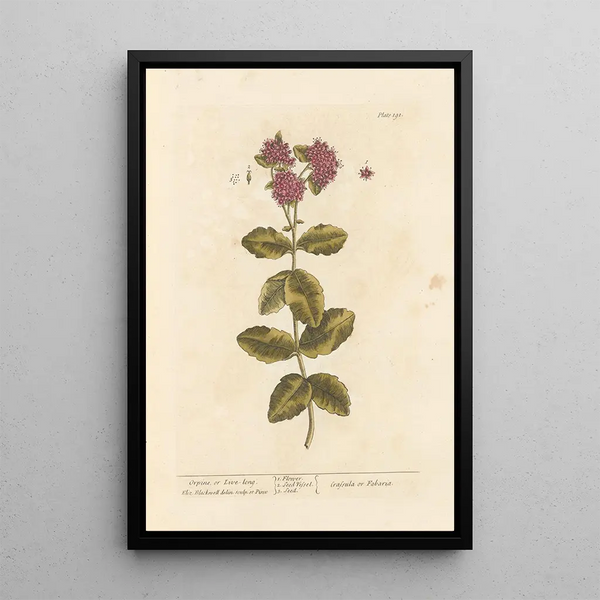 Orpin oder lebendiger Orpin - Elizabeth Blackwell — gerahmtes Bild an der Wand