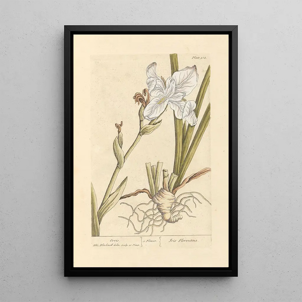 Iris - Elizabeth Blackwell — gerahmtes Bild an der Wand