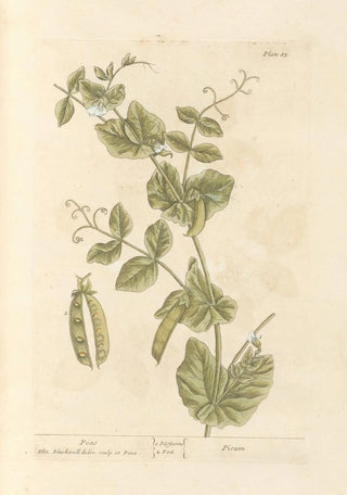 Elizabeth Blackwell - Peas.webp