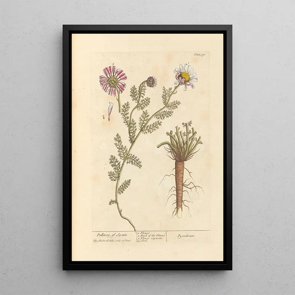 Pellitoire d'Espagne - Elizabeth Blackwell — gerahmtes Bild an der Wand