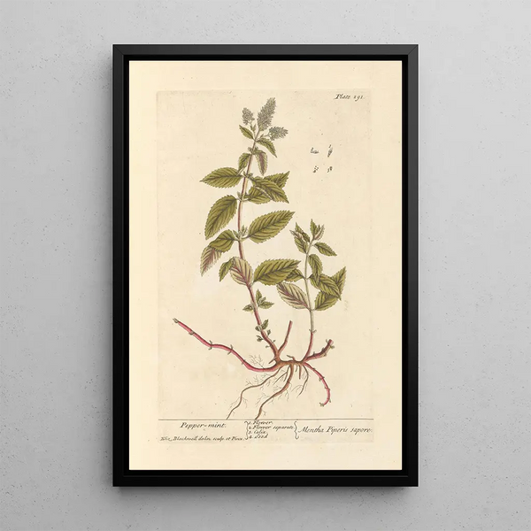 Pfefferminze - Elizabeth Blackwell — gerahmtes Bild an der Wand
