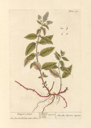 Elizabeth Blackwell - Pepper mint.webp