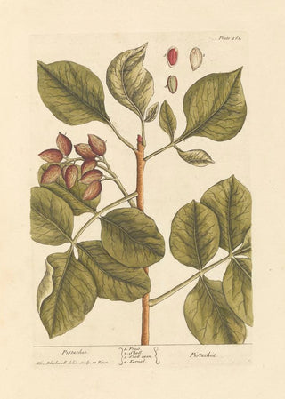 Elizabeth Blackwell - Pistachio.webp