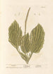 Plantain - Elizabeth Blackwell — Ansicht des Kunstwerks