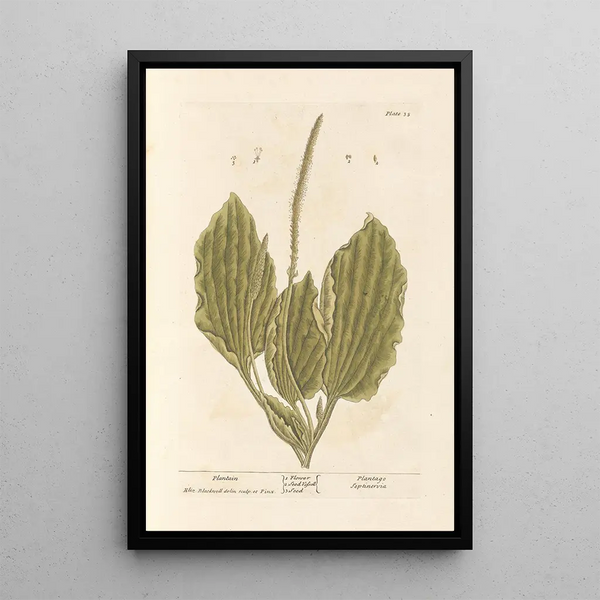 Plantain - Elizabeth Blackwell — gerahmtes Bild an der Wand