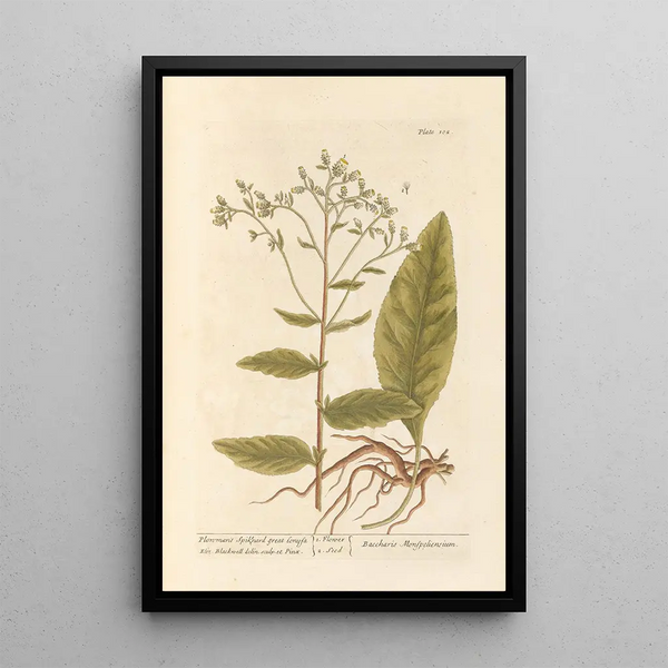 Großes Gemälde Conyze - Elizabeth Blackwell — gerahmtes Bild an der Wand