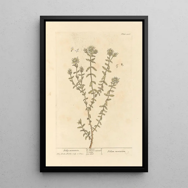 Polé Berge - Elizabeth Blackwell — gerahmtes Bild an der Wand