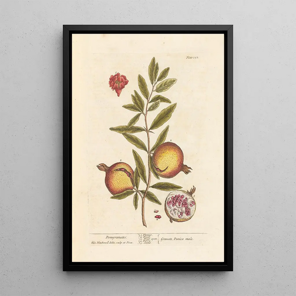 Granaten - Elizabeth Blackwell — gerahmtes Bild an der Wand