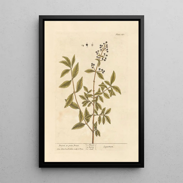 Liguster oder Primprint - Elizabeth Blackwell — gerahmtes Bild an der Wand