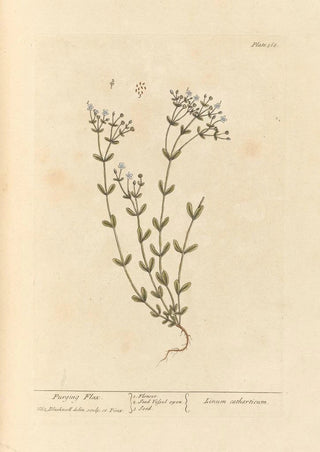 Elizabeth Blackwell - Purging flax.webp