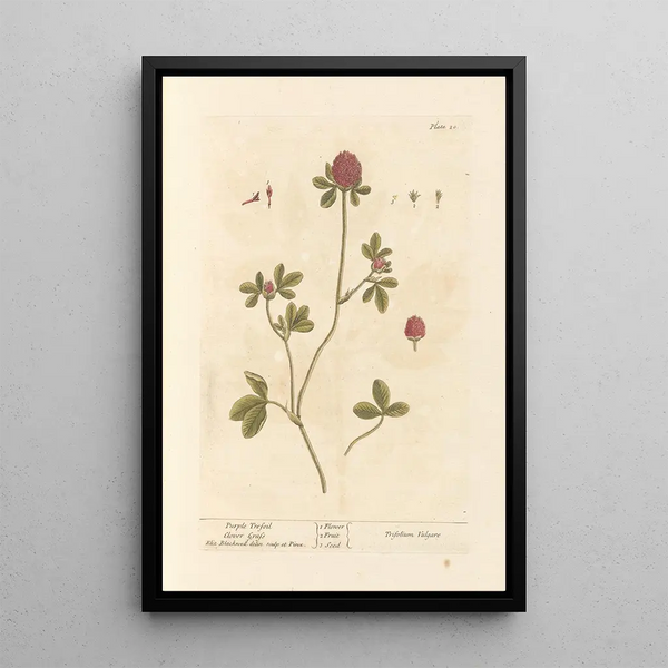 Purpur-Klee - Elizabeth Blackwell — gerahmtes Bild an der Wand