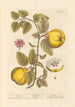 Coings - Elizabeth Blackwell — Ansicht des Kunstwerks