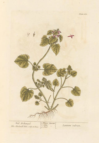 Elizabeth Blackwell - Red archangel.webp