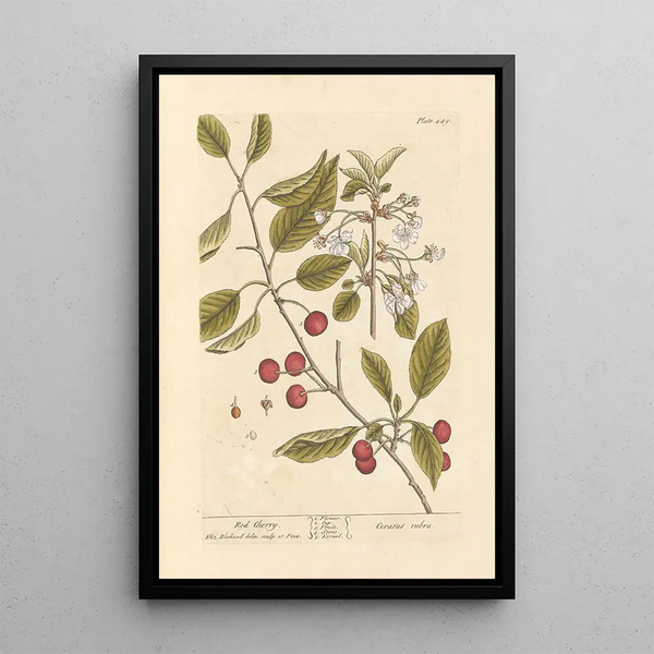Kirsche rot - Elizabeth Blackwell — gerahmtes Bild an der Wand