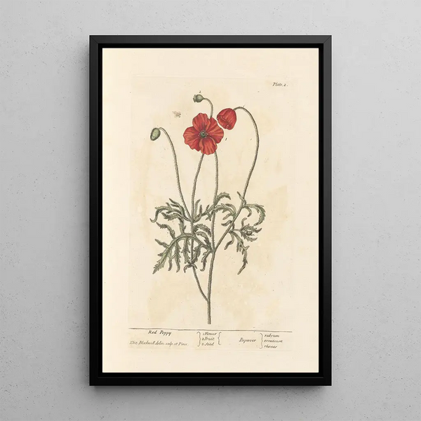 Mohnblumen - Elizabeth Blackwell — gerahmtes Bild an der Wand