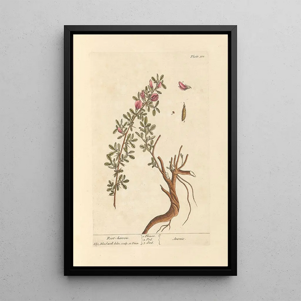 Bugrane - Elizabeth Blackwell — gerahmtes Bild an der Wand