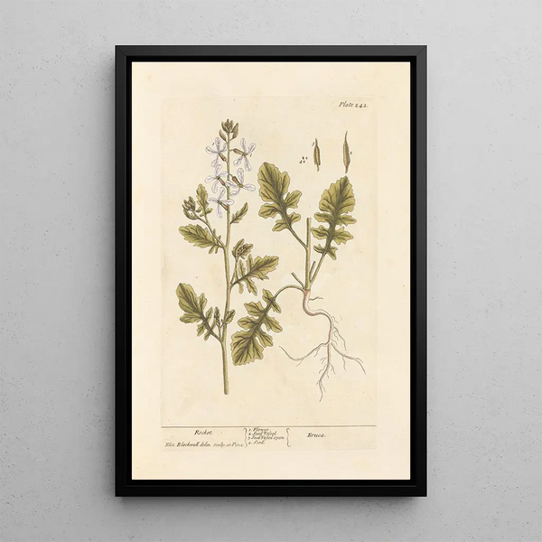 Roquette - Elizabeth Blackwell — gerahmtes Bild an der Wand