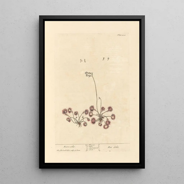 Rosa solis - Elizabeth Blackwell — gerahmtes Bild an der Wand