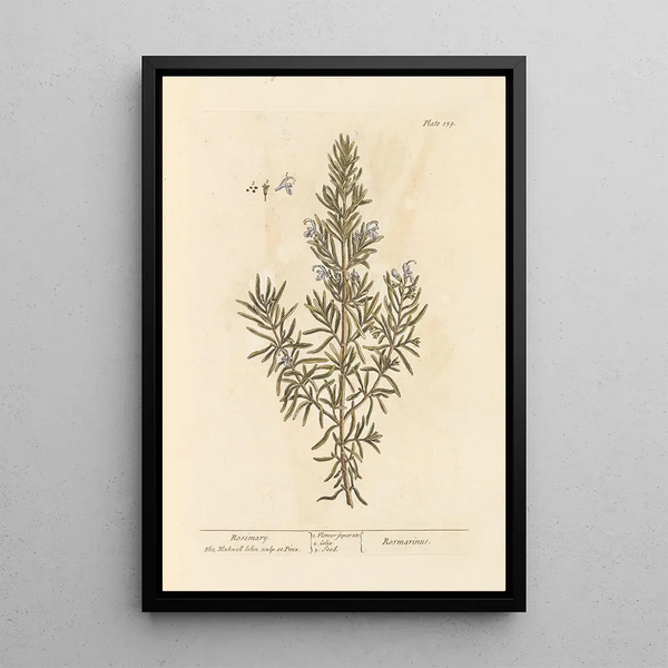 Rosmarin - Elizabeth Blackwell — gerahmtes Bild an der Wand