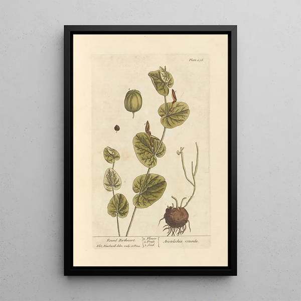 Aristoloche ronde - Elizabeth Blackwell — gerahmtes Bild an der Wand
