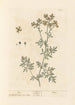 Rue - Elizabeth Blackwell — Ansicht des Kunstwerks
