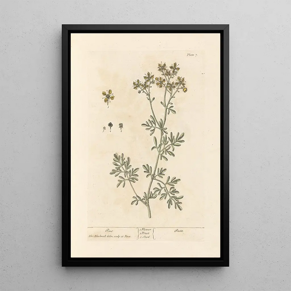 Rue - Elizabeth Blackwell — gerahmtes Bild an der Wand
