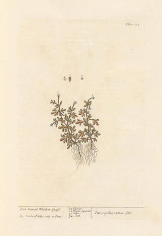 Elizabeth Blackwell - Rueleaved whitlon grass.webp