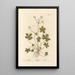Sanicle Selfheal - Elizabeth Blackwell — gerahmtes Bild an der Wand