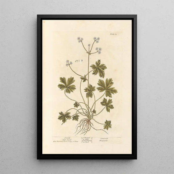 Sanicle Selfheal - Elizabeth Blackwell — gerahmtes Bild an der Wand