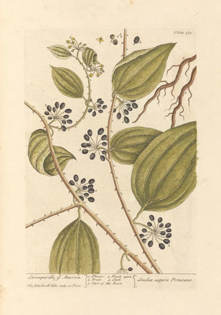 Elizabeth Blackwell - Sarsaparilla of America.webp
