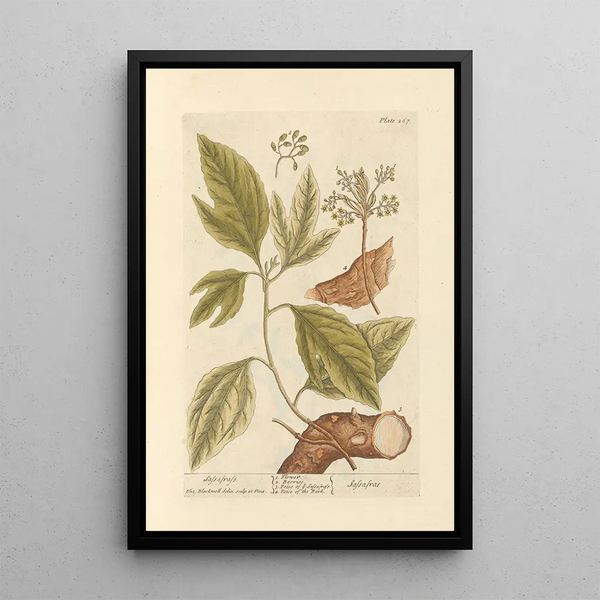 Sassafras - Elizabeth Blackwell — gerahmtes Bild an der Wand