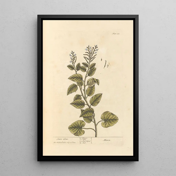 Sauce seule - Elizabeth Blackwell — gerahmtes Bild an der Wand