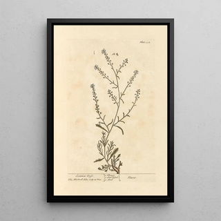 Elizabeth Blackwell - Sciatica cress.webp