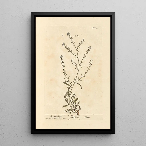 Cresson Sciatica - Elizabeth Blackwell — gerahmtes Bild an der Wand