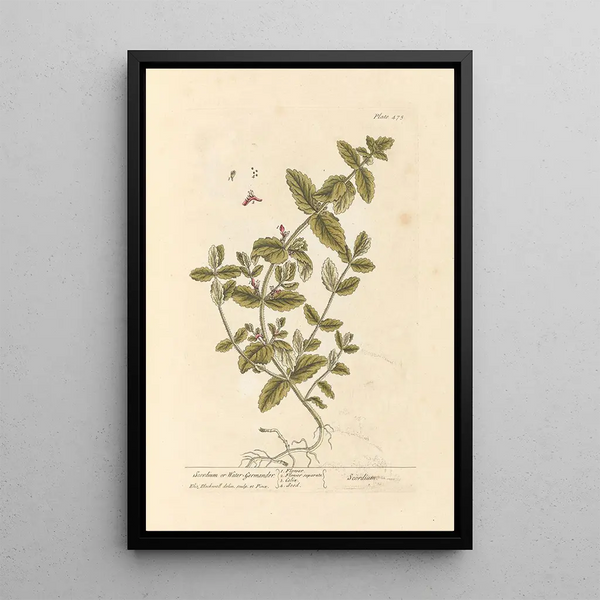 Scordium oder Wasser-Germander - Elizabeth Blackwell — gerahmtes Bild an der Wand