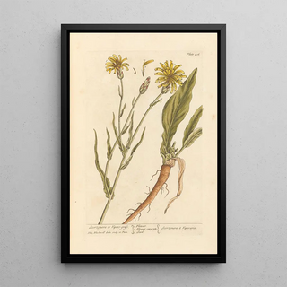 Elizabeth Blackwell - Scorzonera or vipers grass.webp