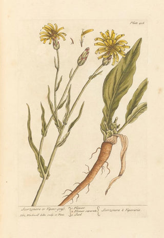 Elizabeth Blackwell - Scorzonera or vipers grass.webp