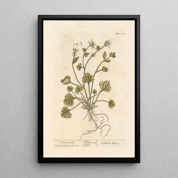 Herbe à scorbut - Elizabeth Blackwell — gerahmtes Bild an der Wand