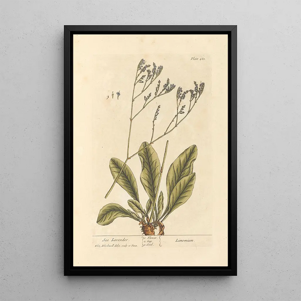 Lavande de mer - Elizabeth Blackwell — gerahmtes Bild an der Wand