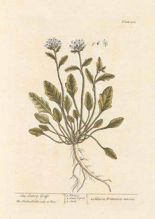 Elizabeth Blackwell - Sea scurvygrass.webp