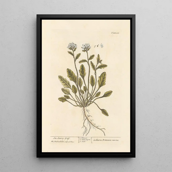 Herbe à scorbut de mer - Elizabeth Blackwell — gerahmtes Bild an der Wand