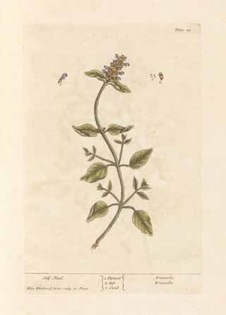 Elizabeth Blackwell - Self heal.webp