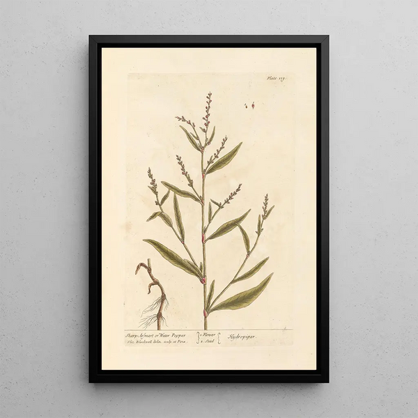Arsmart pointu ou poivre d'eau - Elizabeth Blackwell — gerahmtes Bild an der Wand