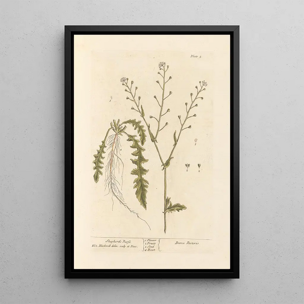 Bourse-à-pasteur - Elizabeth Blackwell — gerahmtes Bild an der Wand