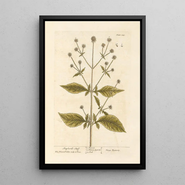 Bâton de berger - Elizabeth Blackwell — gerahmtes Bild an der Wand